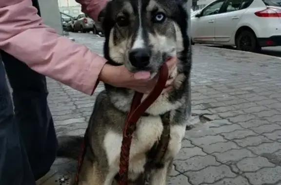 Найдена собака в Балашихе, ищем хозяев