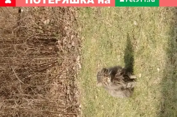 Найдена кошка Кот в Толстопальцево