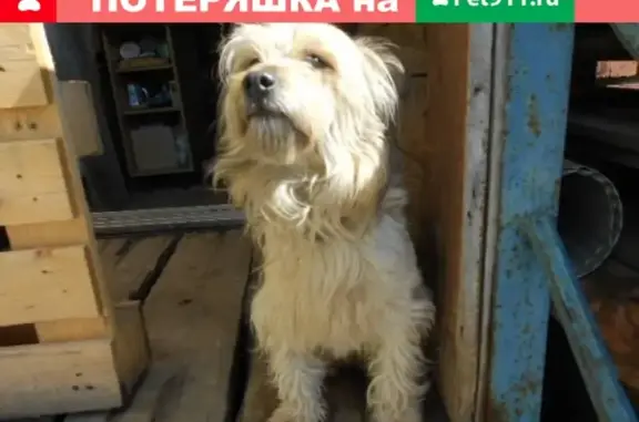 Собаки потеряшки, Чебоксары, фото: Потеряшка собака Зевс в районе Богданка/пер. Ягодный