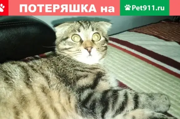 Кошки потеряшки, Мичуринск, фото: Потеряшка кошка Михалыч в Мичуринске, вознаграждение