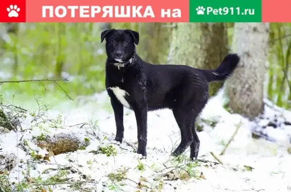 Пропала собака в Востряково, Домодедовский район, МО.
