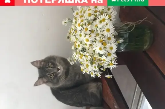Пропал кот Веня в деревне Хватково, Богородский р-он