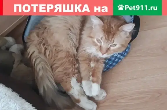 Найден домашний кот на ул. Г. Буткова, Калининград