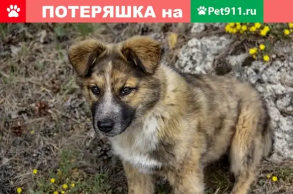 Собака найдена в лесу возле Борового, Воронеж.
