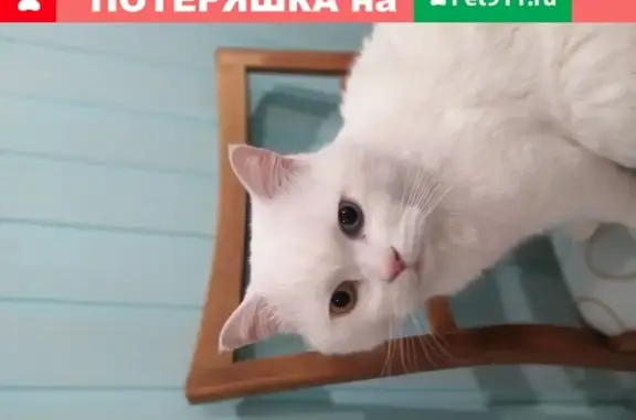 Пропала кошка Марс в Домодедово, помогите!