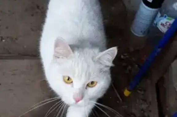Найден белый кот на ул. Стасова, Пенза