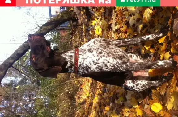 Пропала собака Барни в Пушкино, Московская область