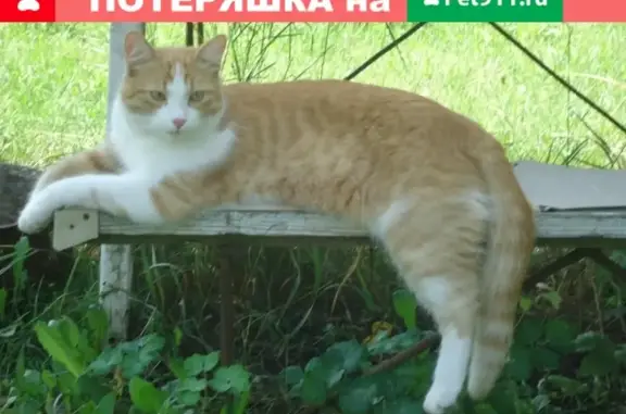 Пропала ручная кошка на улице Садовая, Семилуки, Воронежская область