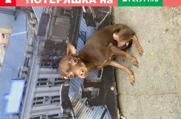 Собака Малышка найдена на ул. Зорге, Привоз, Ростов-на-Дону
