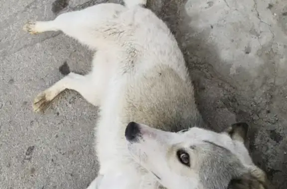 Собака-девочка с ошейником и хромает на правую лапу найдена в Курске