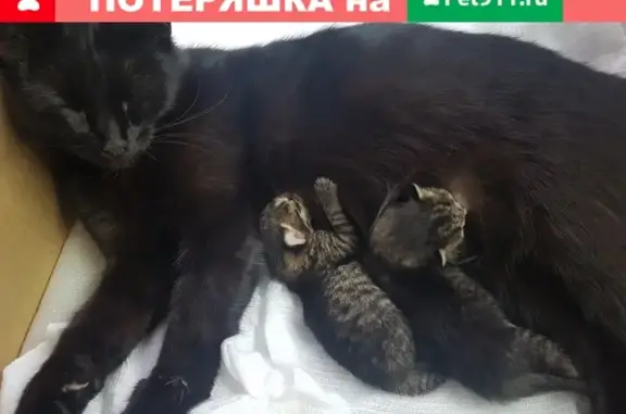 Найдена беременная кошка без хвоста в Казани на Технической, 10