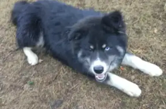 Пропала собака Кличка Бостон, цвет черный с белыми пятнами в районе Толстопальцево.