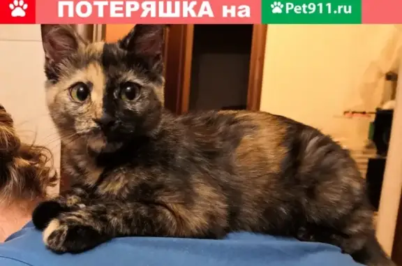 Пропала кошка с деформированной лапой в Краснодаре, проезд А. Матросова