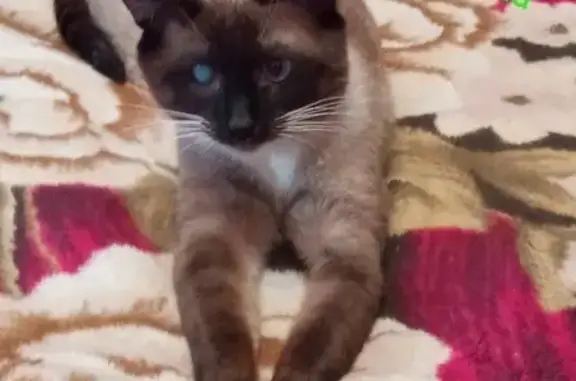 Пропала кошка Кот, тайского окраса, слепая на один глазик, +79167370607 Руза