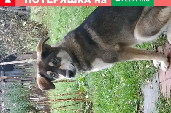 Пропала собака Лана, Метис хаски в Жуковском районе, Калужская обл.