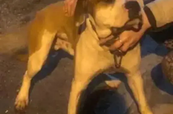 Собака Питбуль найдена на Сосновой улице