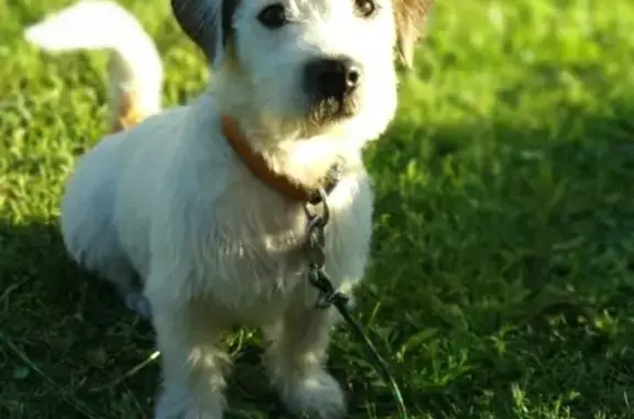 Пропала собака породы Джек Рассел в Грузино-4, вознаграждение 50 тыс.руб.