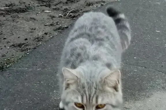 Найдена кошка с темно-янтарными глазами на ул. Пивченкова, Москва