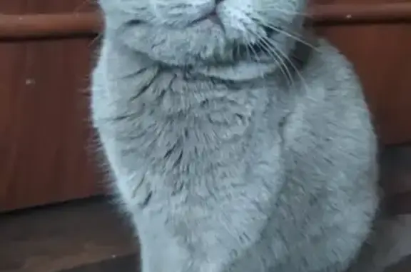 Найдена кошка на улице Сутягина, Копейск