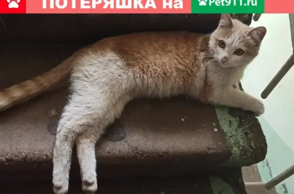 Найден кот в районе Рокоссовского 20