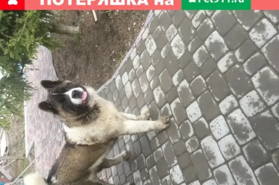 Найдена собака в Пушкине, требуются документы