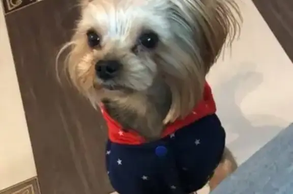 Потерянные животные Брянск, фото: Пропала собака Чикуня на ул. 2-й Разина, 53