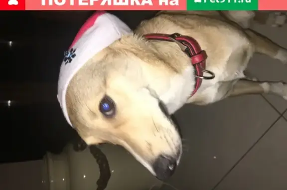 Пропала собака Бэлла в поселке Акиньшино, Москва.