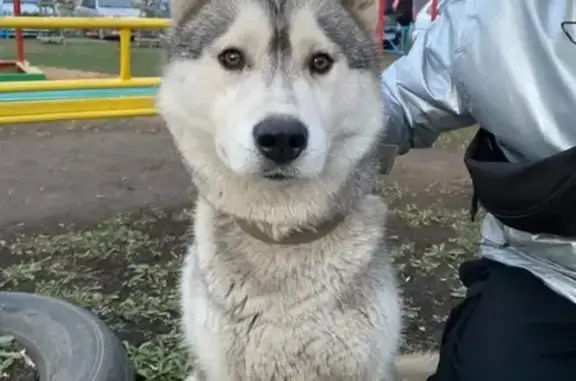 Найдена собака Хаски на улице Котова, Оренбург