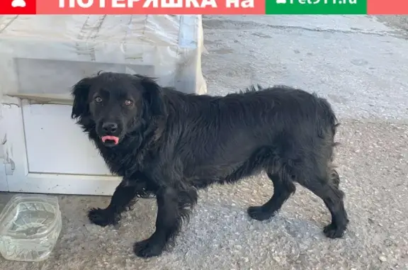 Найдена черная охотничья собака на Индустриальной улице, Севастополь