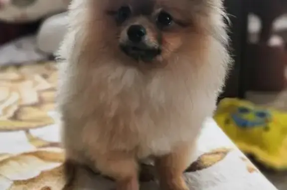 Собаки потеряшки, Омск, фото: Потеряшка щенок шпиц на 29 Рабочей улице