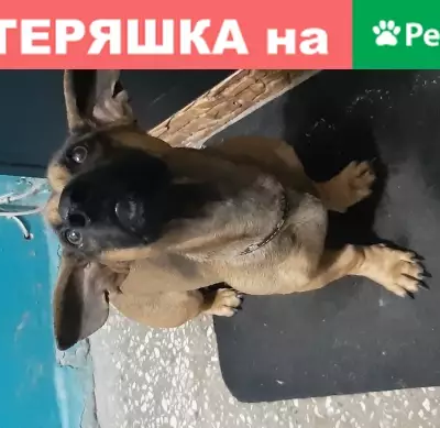 Найдена собака на улице Кузнецова 24