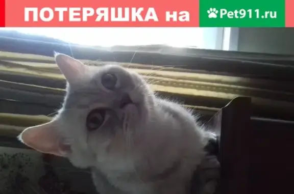 Пропала кошка Шотландская в Москве, 115477