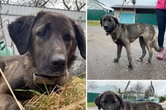 Найдена собака в Наро-Фоминском районе, ищем хозяина