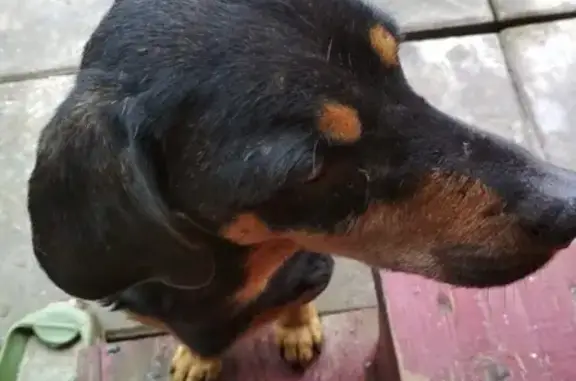 Найдена собака Такса в СНТ Лесная Поляна
