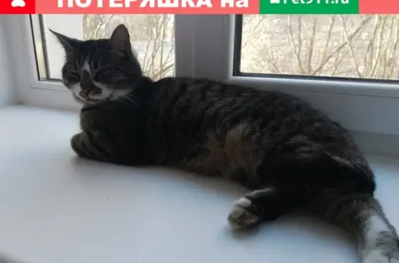Найден домашний кот в Сестрорецке