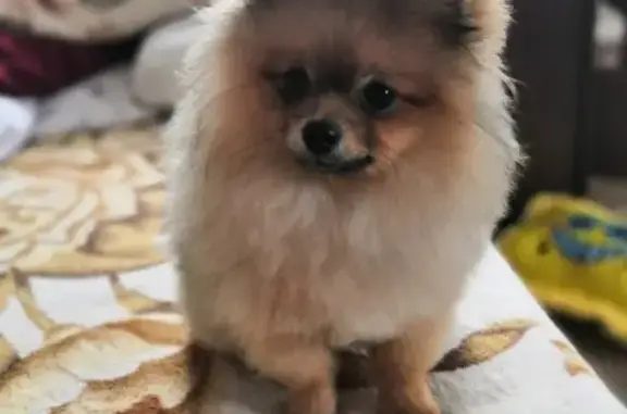 Собаки потеряшки, Омск, фото: Потеряшка щенок в районе 29 Рабочей, Омск