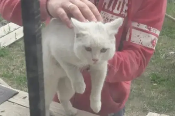 Найден белый кот с ошейником на Трактовом переулке