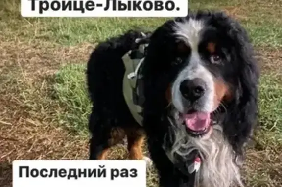 Пропала собака после операции на Твардовского, Москва