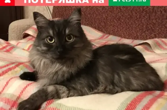 Пропала пушистая кошка в деревне Пнево, Калужская область.