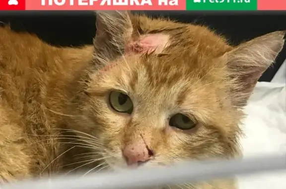 Найден рыжий кот возле метро Полежаевская - Беговая
