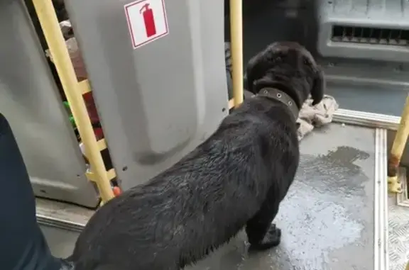Собака найдена на остановке у магазина 