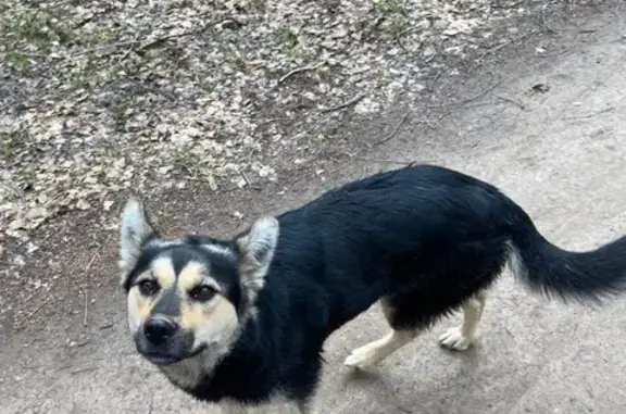 Найдена умная собака в парке Мещерский