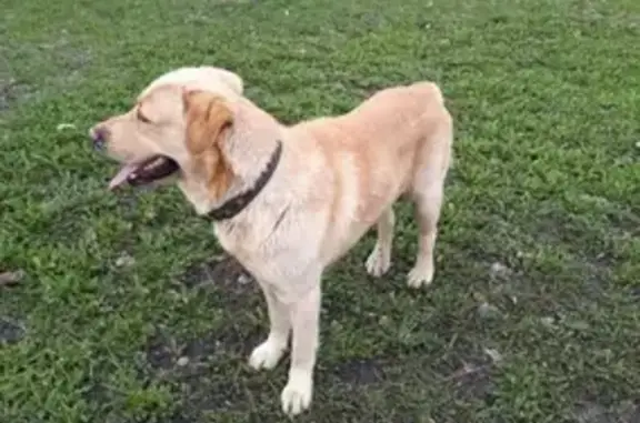 Собака найдена на Туполева, ищем хозяев.