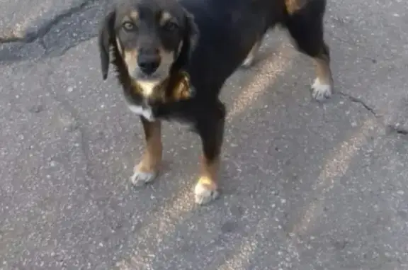 Найдена ласковая собака в Энгельсе