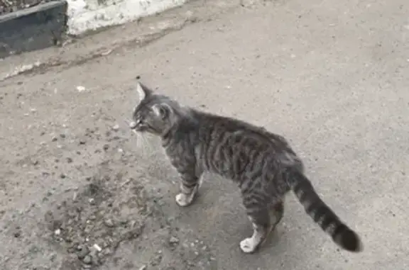 Пропал серый кот на Заводской 43, Керамик.