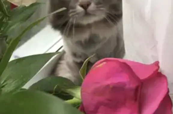 Кошки потеряшки, Новосибирск, фото: Потеряшка кошка на Рубежной, 41/1