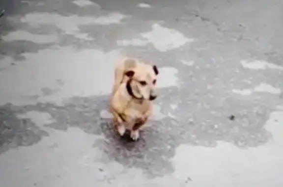 Собака найдена на Иловайской улице, ищем хозяина!