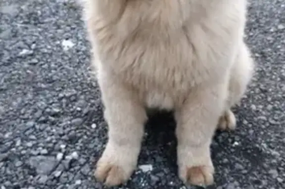 Найдена собака породы чау-чау возле СНТ Луч