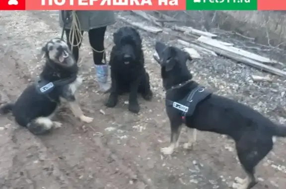 Пропали 2 щенка в Москве, СНТ Плёсково-ТСХА