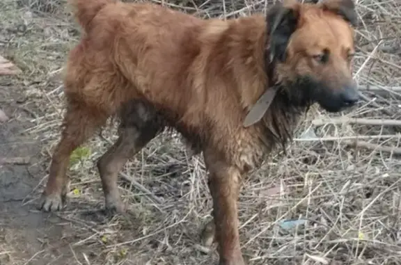 Пропала собака Бадди в Казани.